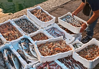 Najsmaczniejsze ryby Adriatyku i specjały rybne